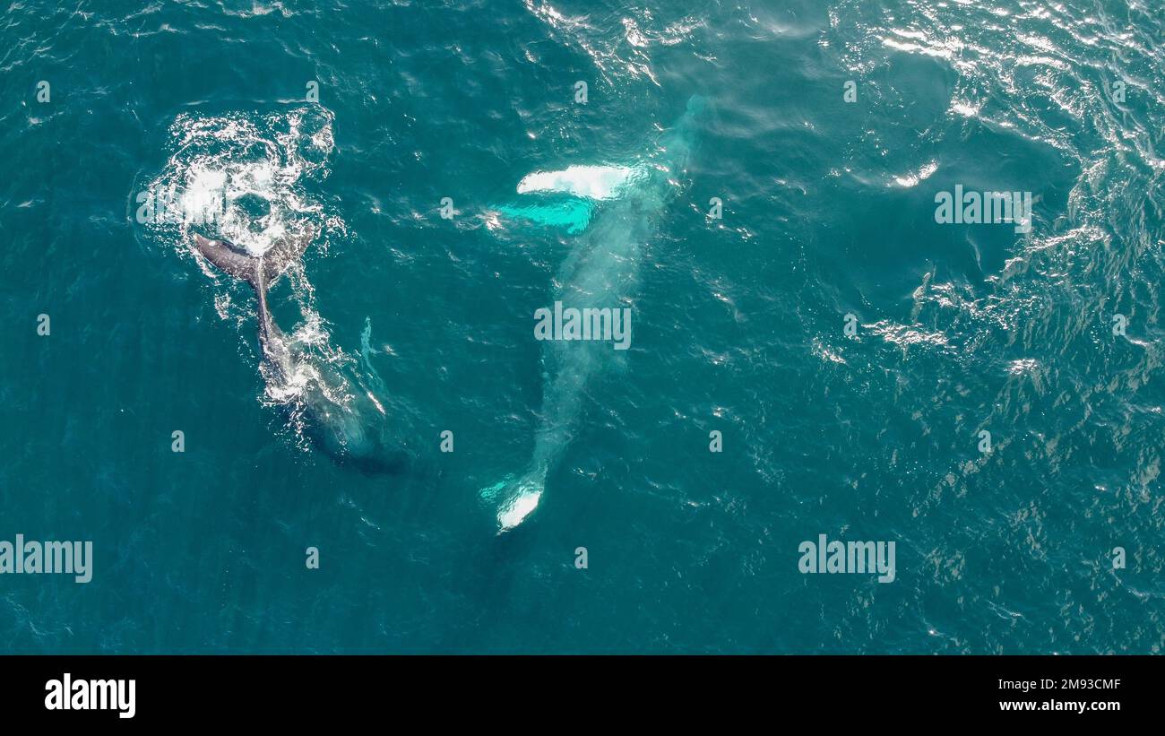 Maui whale watch hi-res stock photography and images - Alamy