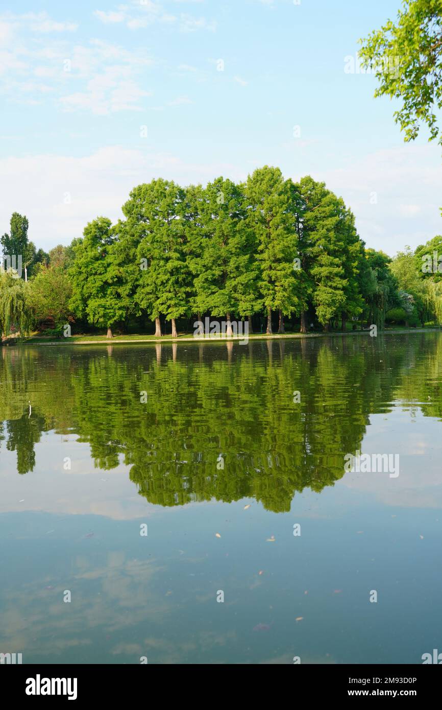 Bald cypress (taxodium distichum) tall trees on lake shore in Titan (IOR) park in Bucharest on a summer sunny morning, reflecting on water Stock Photo