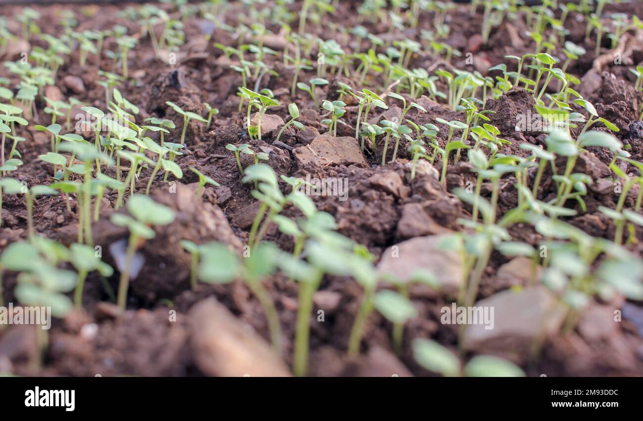 many turnip seeds starting to grow in a greenhouse Stock Photo