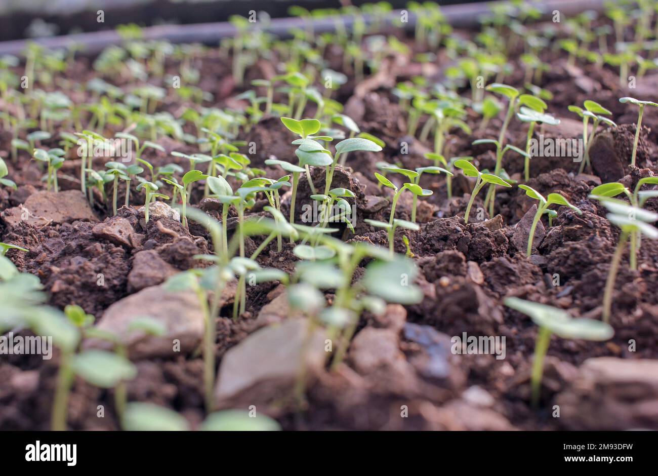 turnips are starting to grow in a greenhouse in the countryside Stock