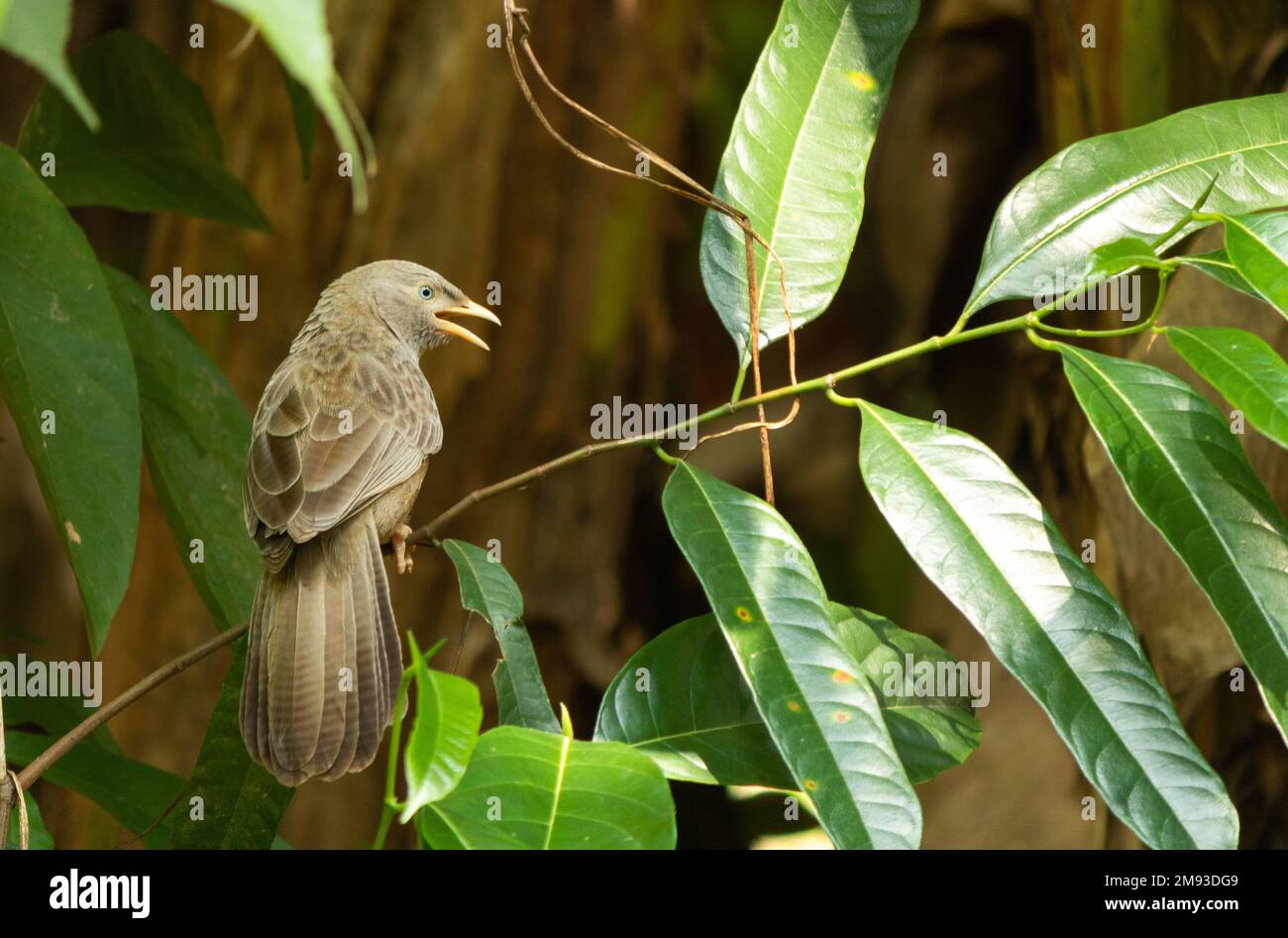 The jungle babbler (Argya striata) is a member of the family Leiothrichidae found in the Indian subcontinent. Stock Photo