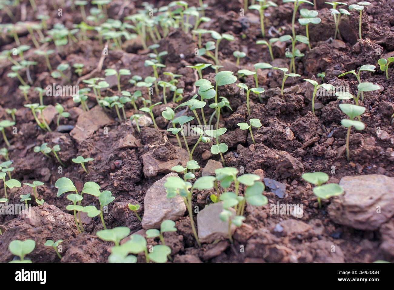 Turnip plant hires stock photography and images Alamy