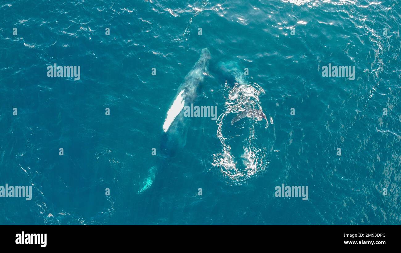 Above water whale wildlife hi-res stock photography and images - Alamy