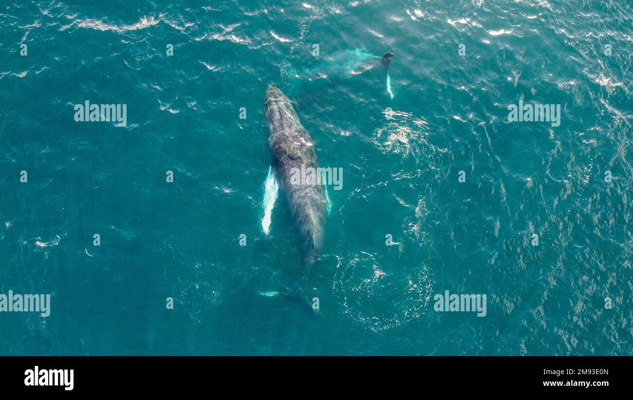 Taylorfausettphoto hi-res stock photography and images - Alamy