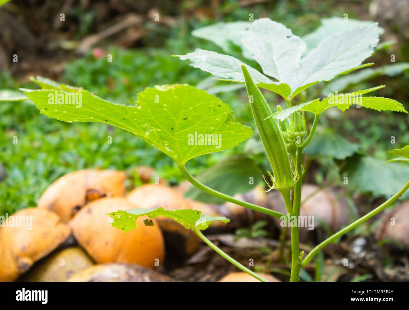 Okra or Okro , Abelmoschus esculentus, known in many Englishspeaking