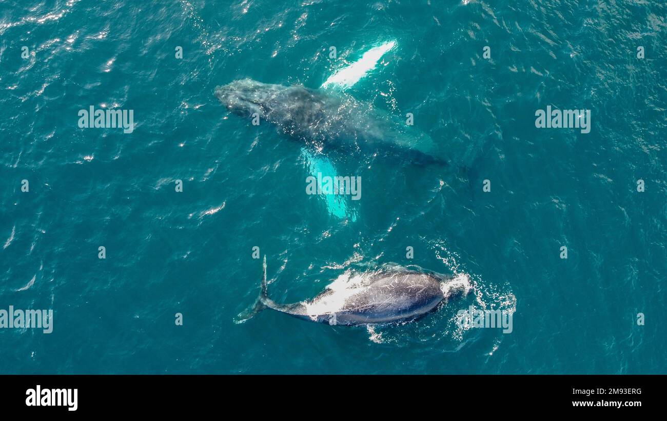 Fin whale underwater hi-res stock photography and images - Alamy