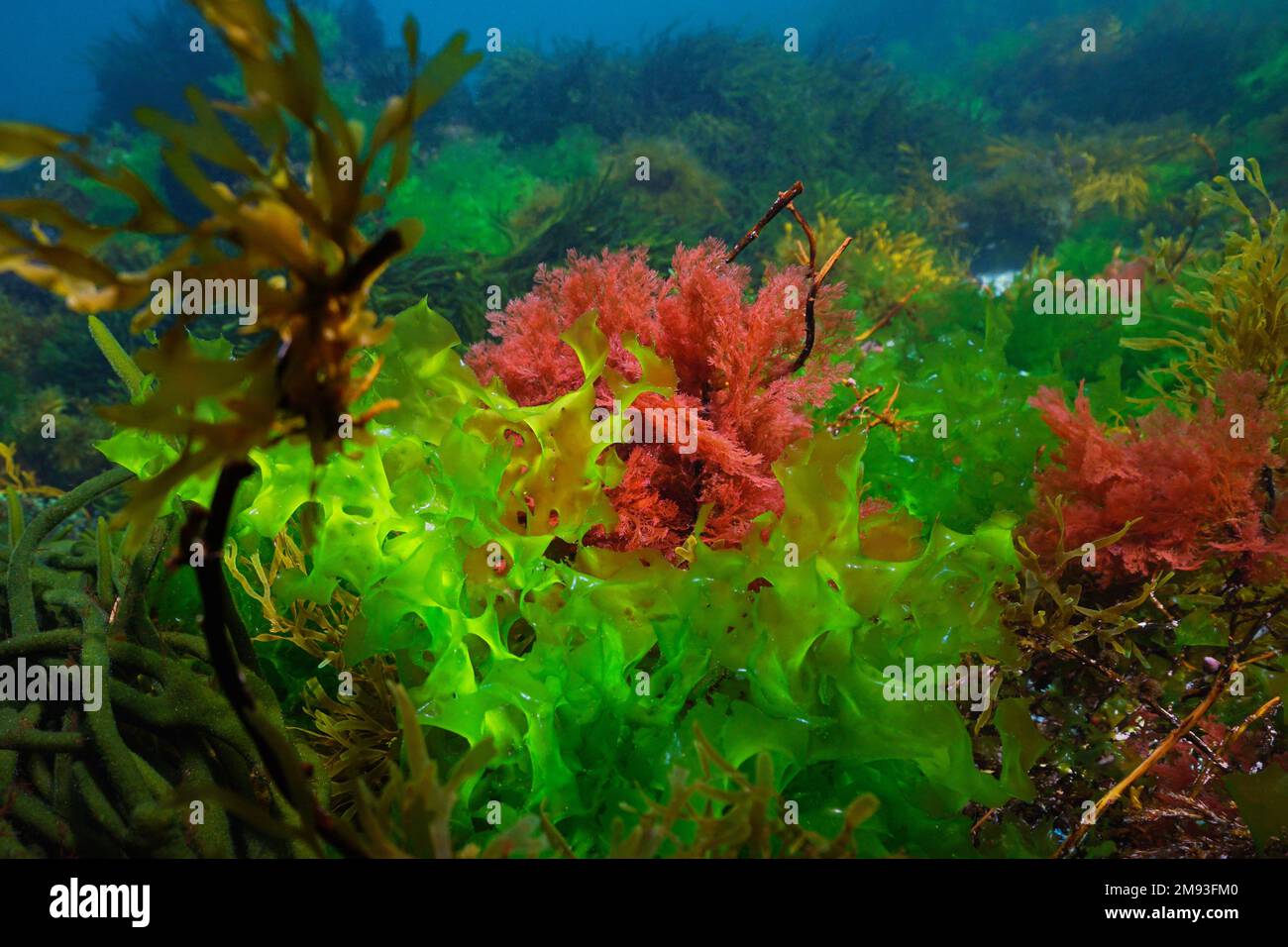 Green alga Ulva lactuca and red alga Plocamium cartilagineum, underwater in the Atlantic ocean, Spain Stock Photo