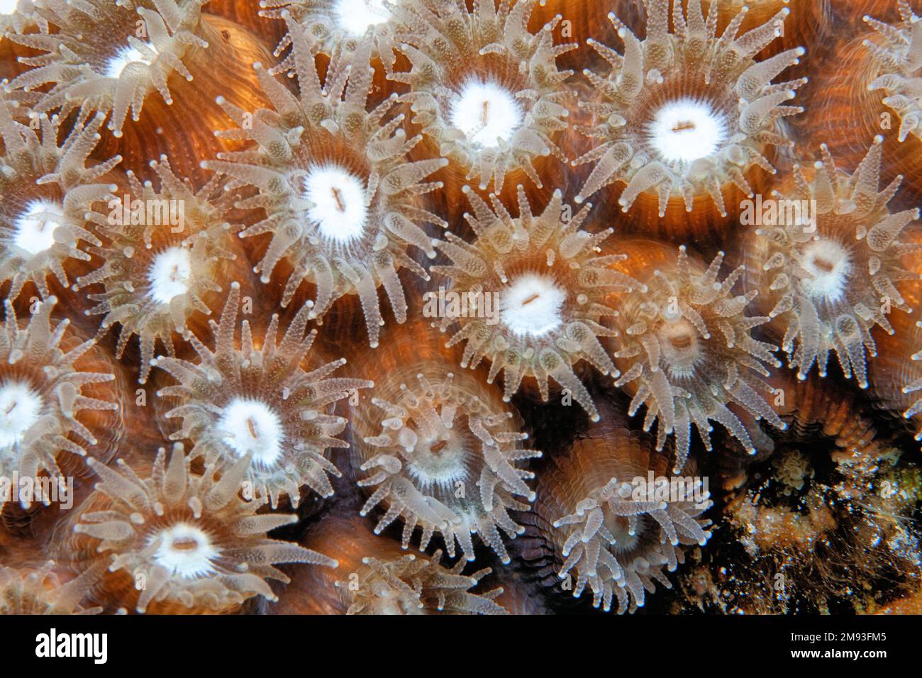 Astreopora is a genus of stony corals in the Acroporidae family. Members of the genus are commonly known as star corals, open polyp at night Stock Photo