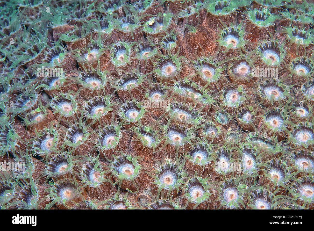 Astreopora is a genus of stony corals in the Acroporidae family. Members of the genus are commonly known as star corals, open polyp at night Stock Photo