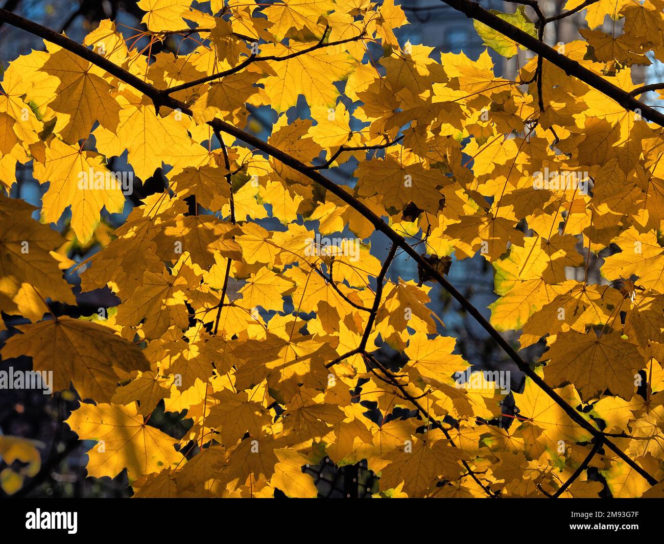 Autumn fall foliage in forest Stock Photo - Alamy