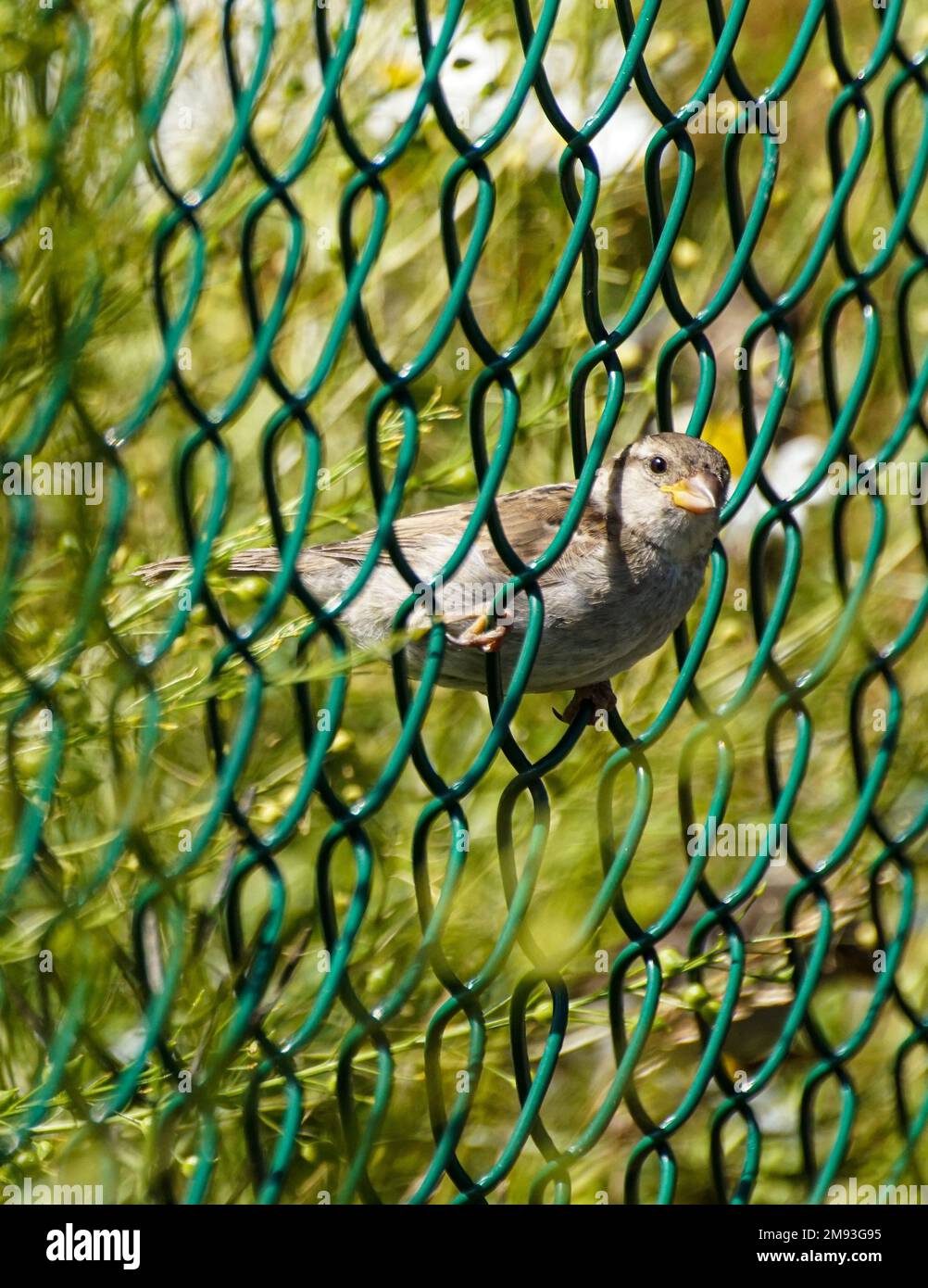 Close up of bird perching on chainlink fence Stock Photo