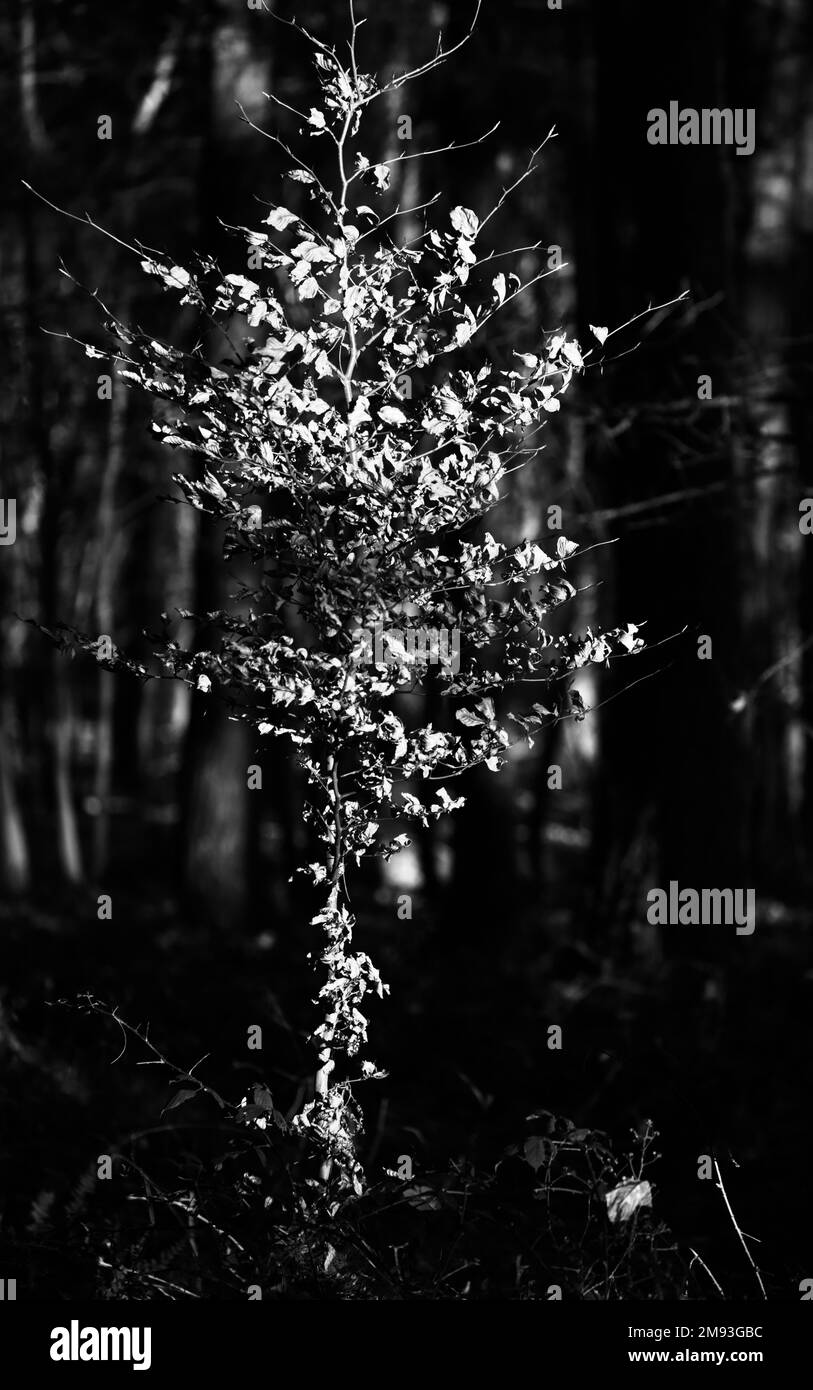 Trees branches with leaves Black and White Stock Photos & Images - Alamy
