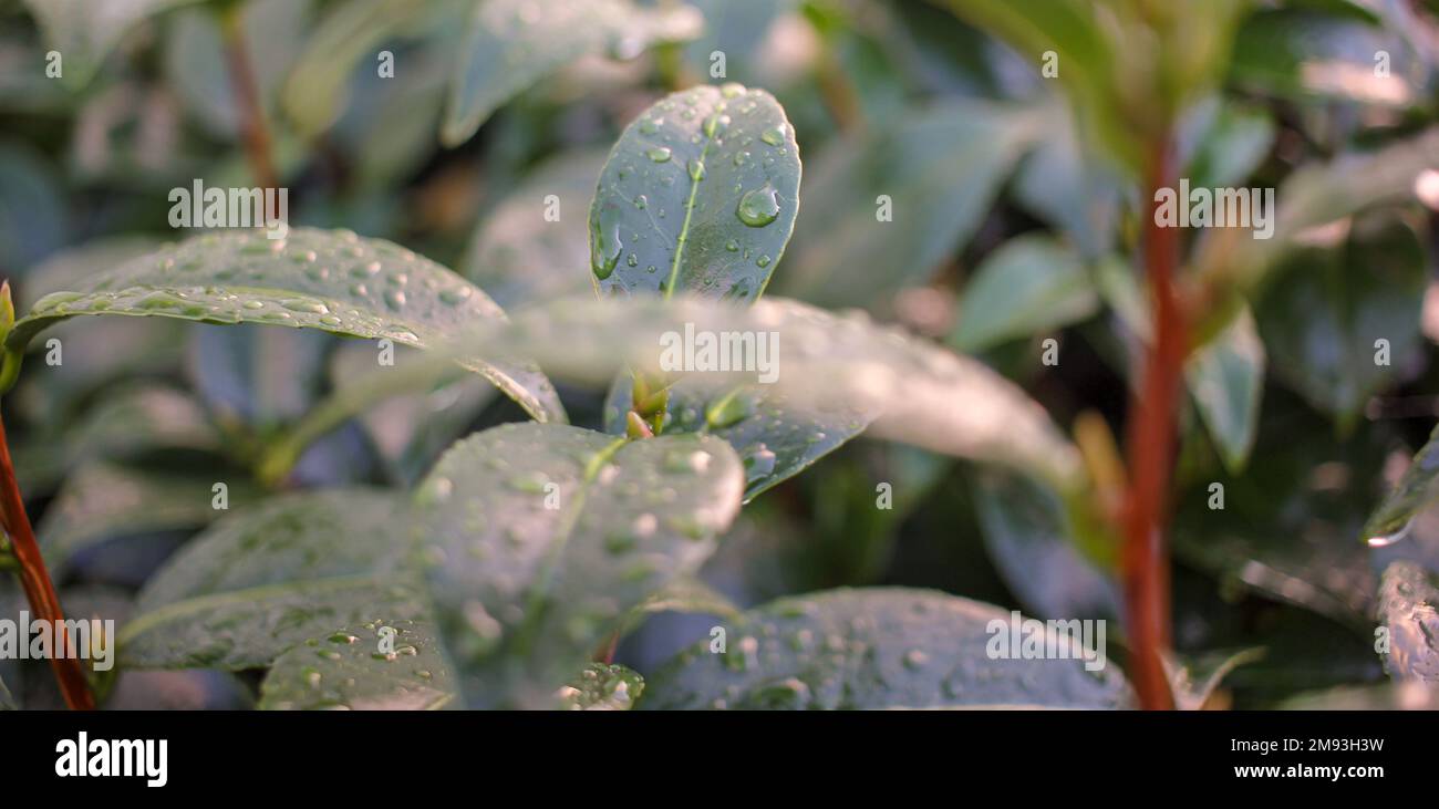 drops of water on the leaves of a plant after rain Stock Photo