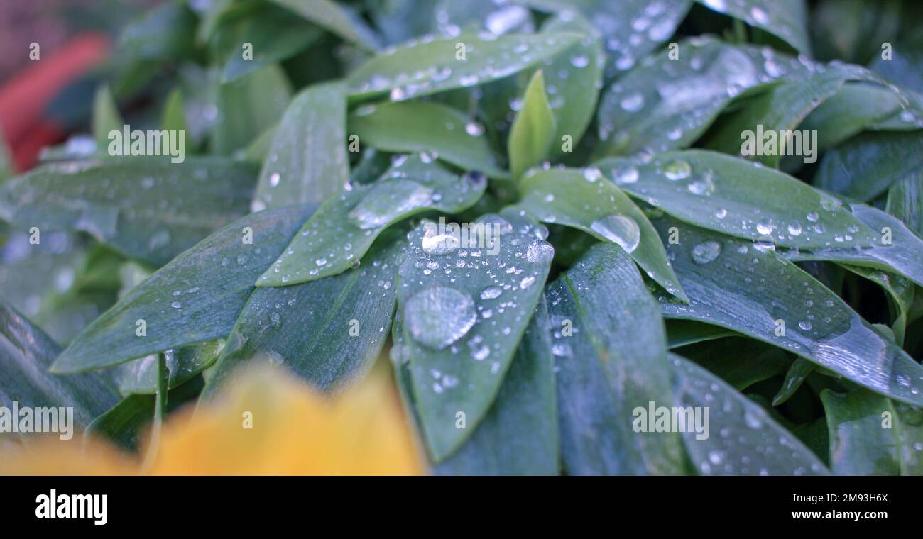 drops of water on the leaves of a plant after the rain Stock Photo