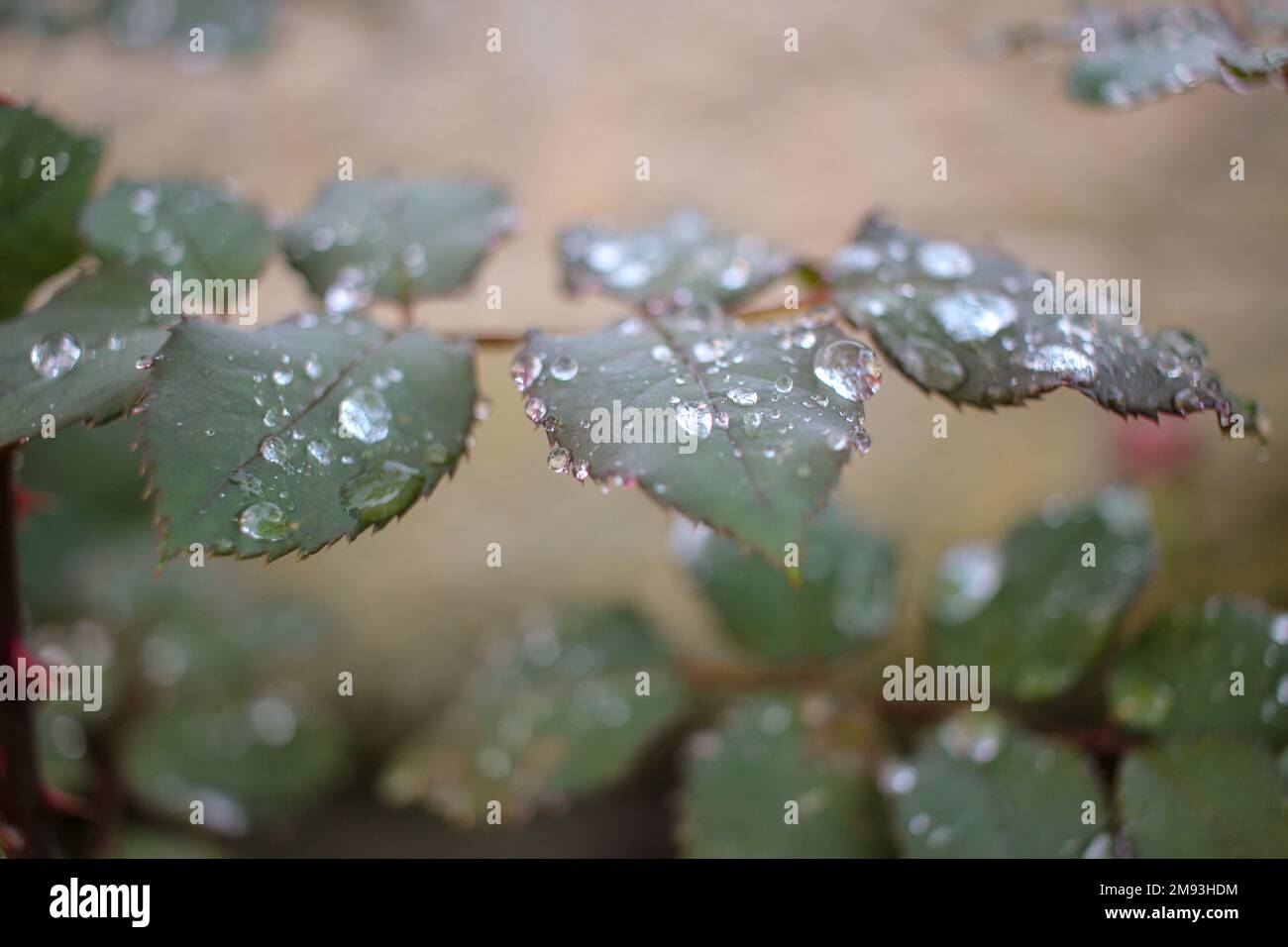 drops of water on the leaves of my roses after rain Stock Photo