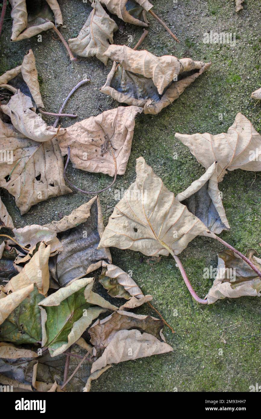 kiwi tree leaves on the ground in autumn Stock Photo