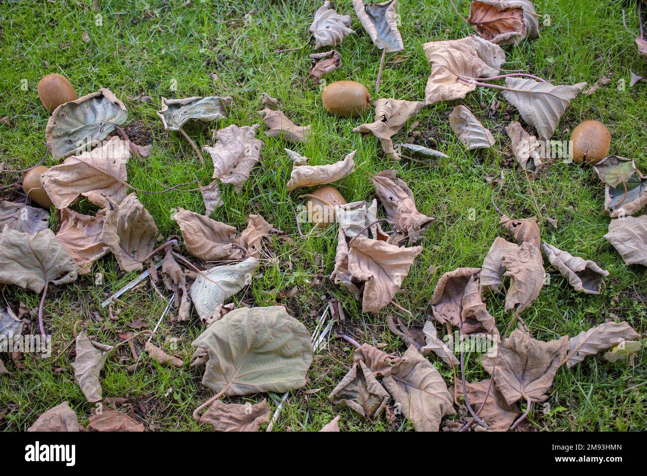 kiwis and leaves from kiwi trees on the ground Stock Photo