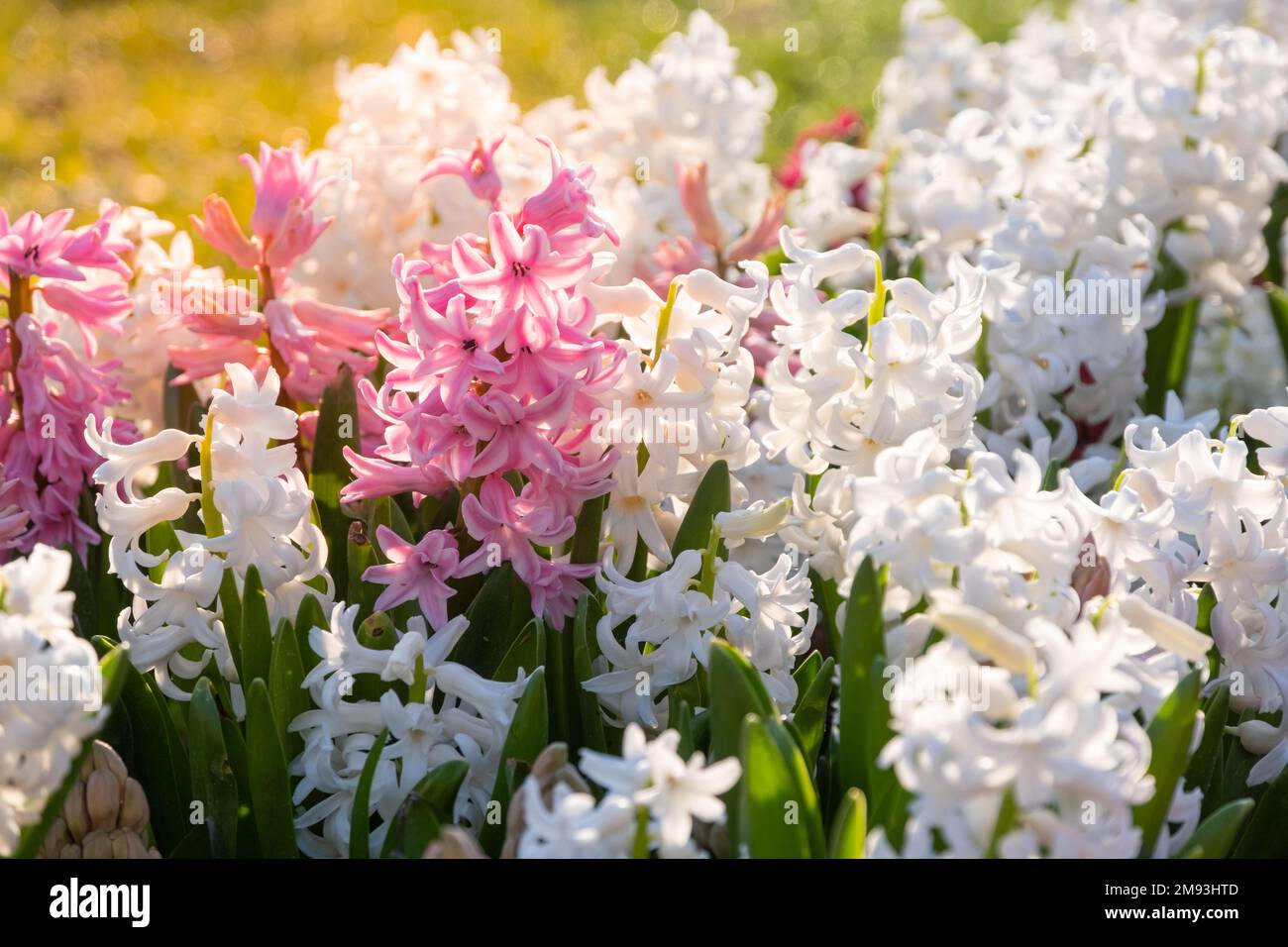 Multi colored hyacinths in the sun litght. Easter spring background. Close up macro. Stock Photo