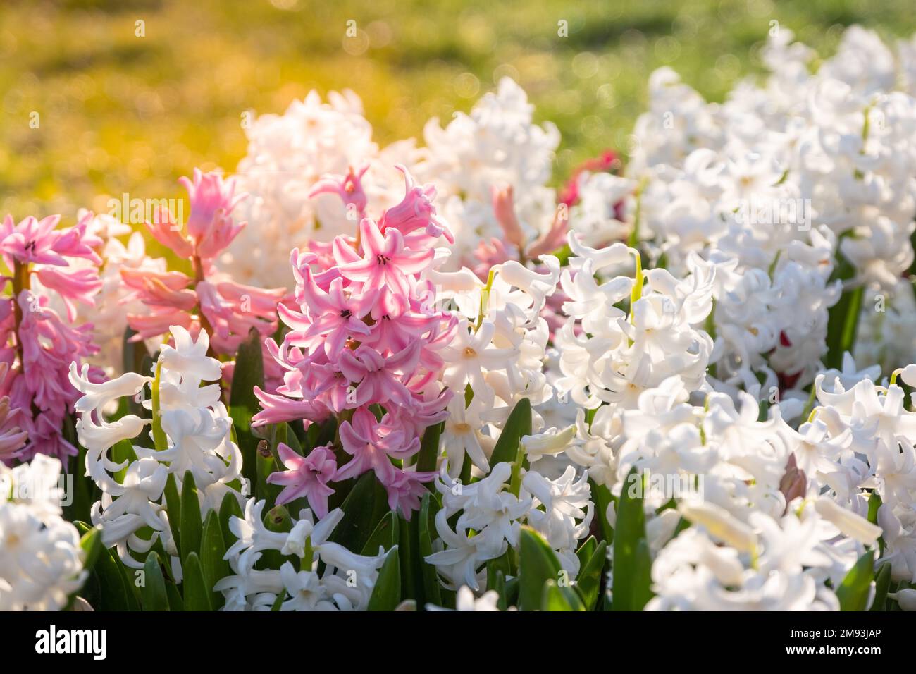 Multi colored hyacinths in the sun litght. Easter spring background. Close up macro. Stock Photo