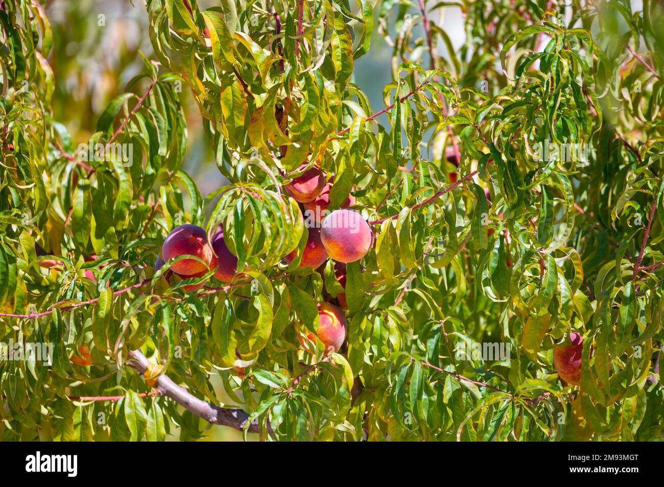 Fruit orchard on Cyprus with plantation of peach trees with big ripe