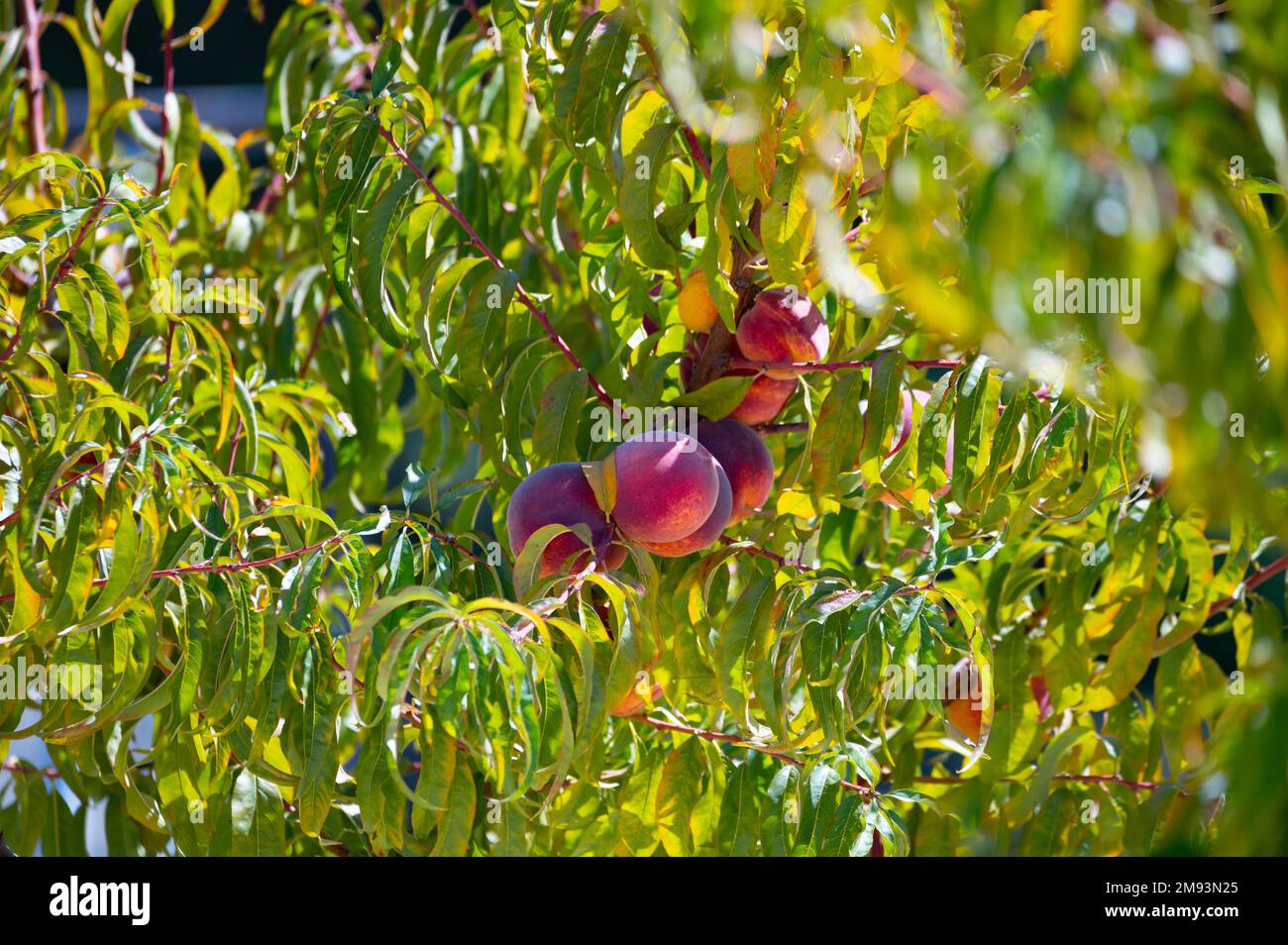 Fruit orchard on Cyprus with plantation of peach trees with big ripe