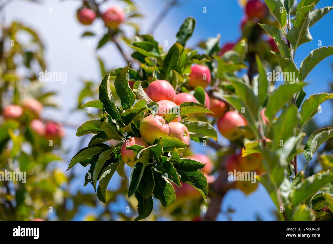 Fruit orchard on Cyprus with apple trees with small red fruits Stock