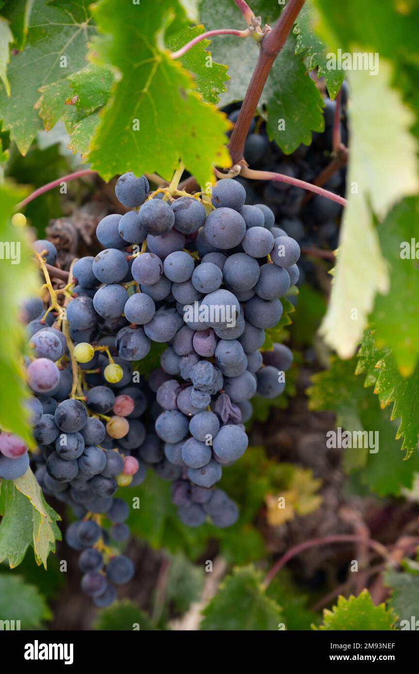 Grape Production Ripe Mavro grapes hi-res stock photography and images - Alamy