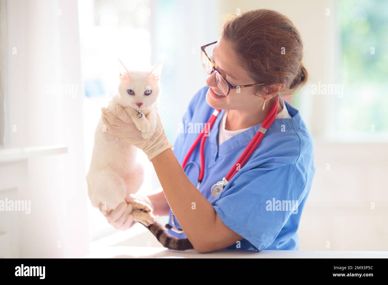 Vet examining cat. Kitten at veterinarian doctor. Animal clinic. Pet