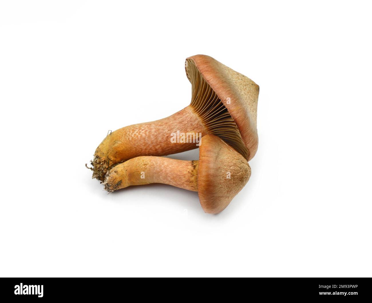 Chroogomphus rutilus isolated on white. Commonly known as the brown slimecap or the copper spike, edible but not highly regarded mushrooms Stock Photo