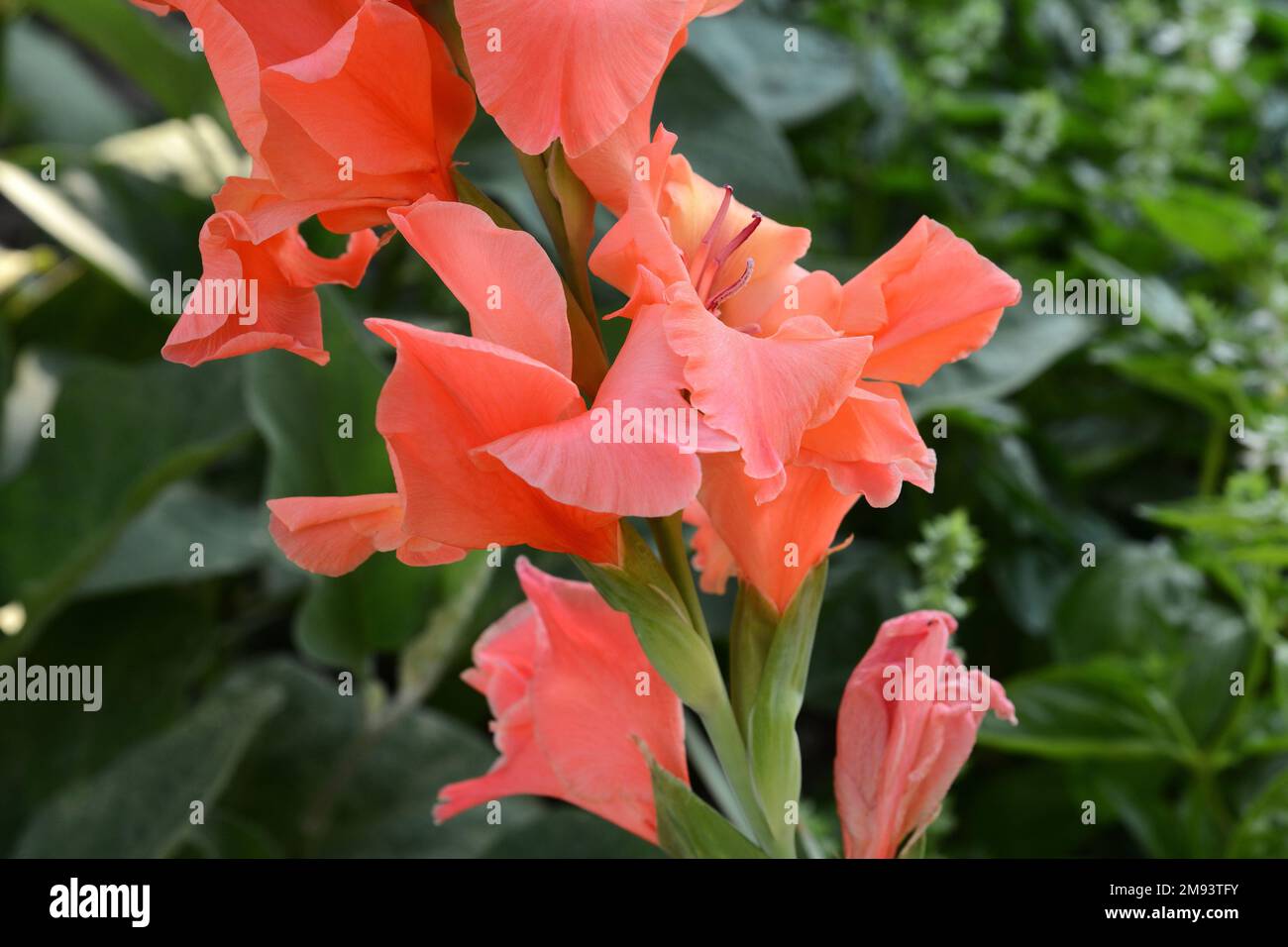 Glorious Scarlet with white border gladiolus with blurred green background blooming in the garden. Selective focus Stock Photo