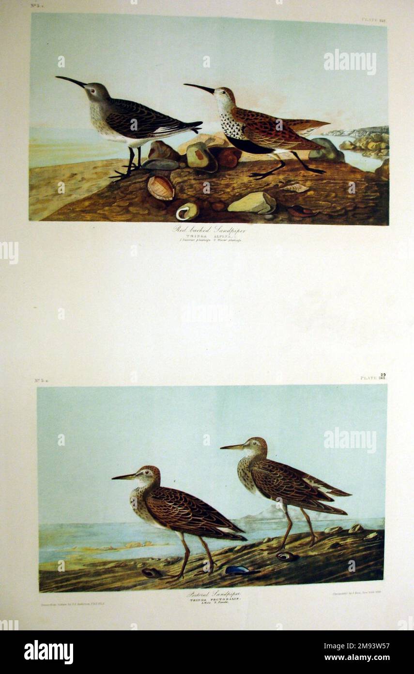 Red-backed Sandpiper and Pectoral Sandpiper John James Audubon (American, born Haiti, 1785-1851). Red-backed Sandpiper and Pectoral Sandpiper, 1861. Chromolithograph, Sheet: 40 x 27 1/8 in. (101.6 x 68.9 cm).   American Art 1861 Stock Photo