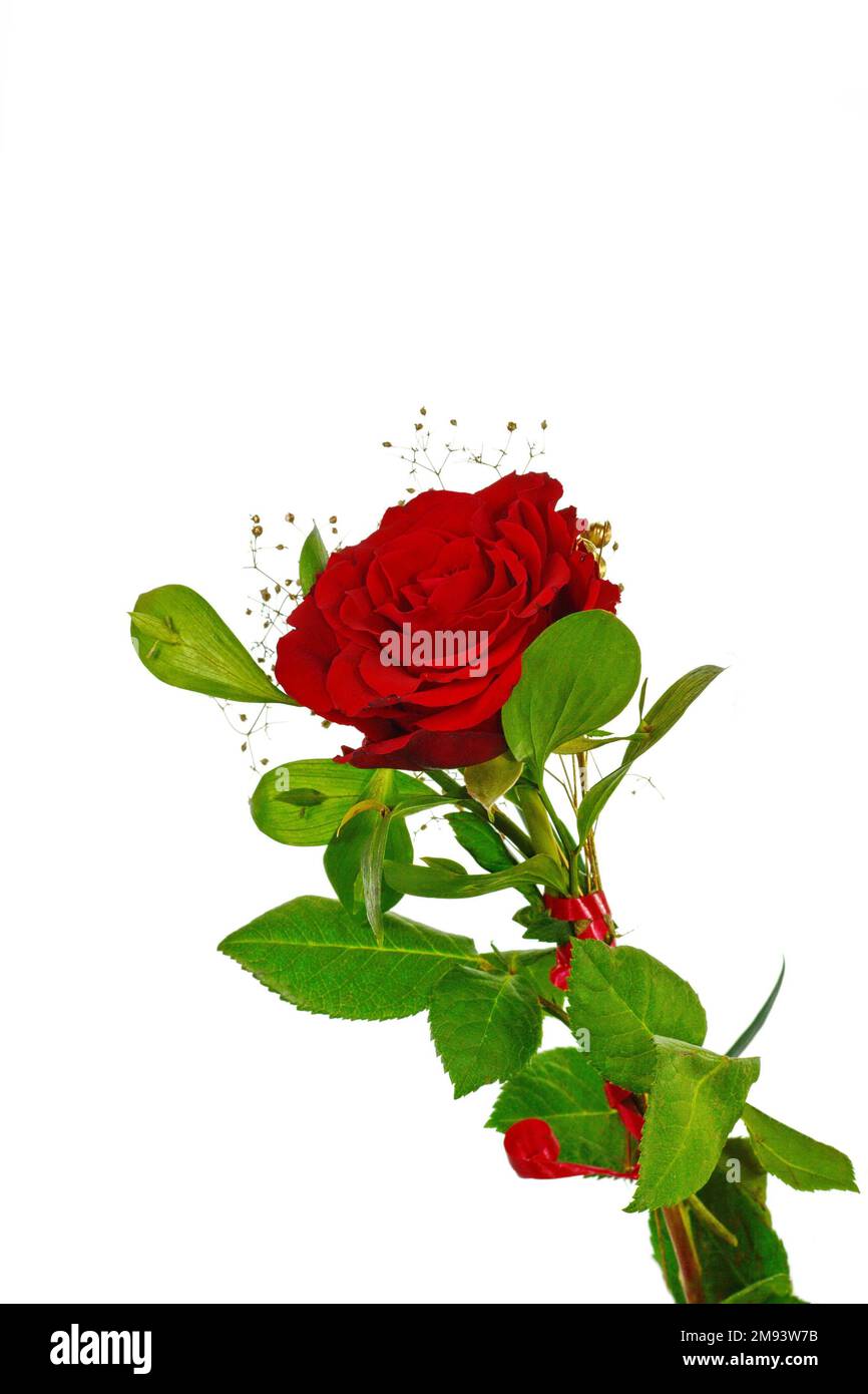 Red rose isolated on white background Stock Photo - Alamy