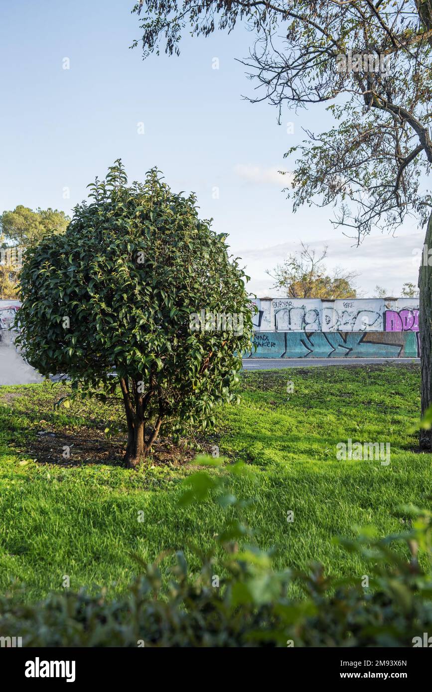 Lawned gardens with trees and hedges beside a road Stock Photo - Alamy