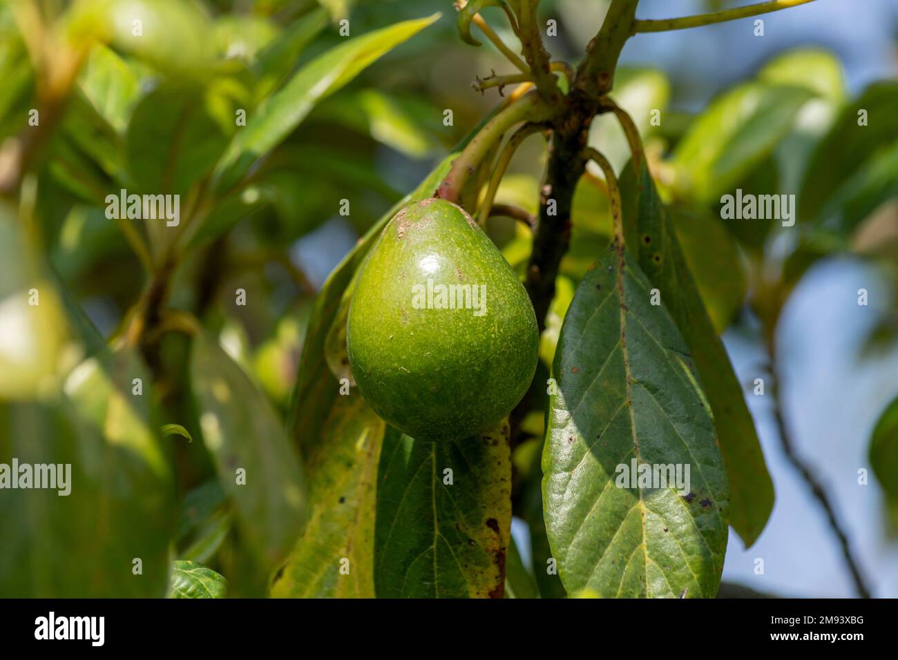Green hass avocados growing on the branches of a tree outdoors. Stock Photo