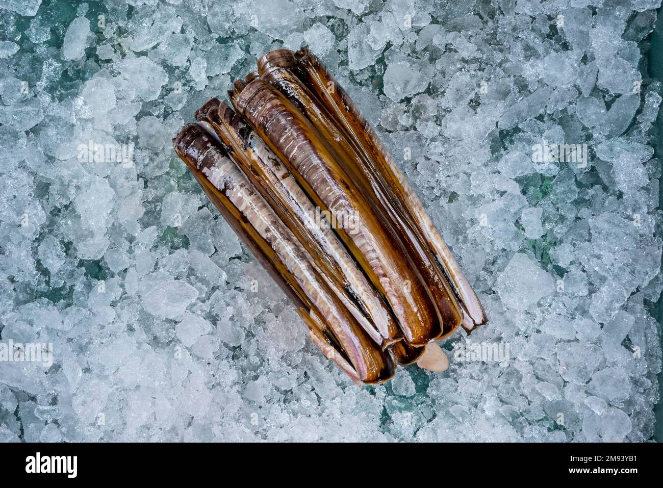 Razor clams on white background hi-res stock photography and images - Alamy