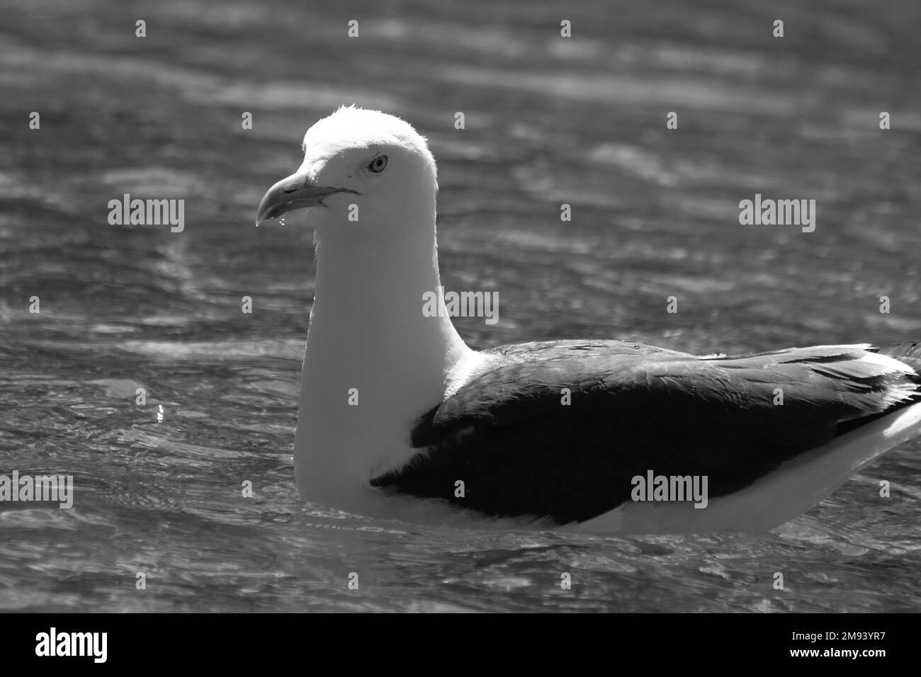 Close up of seagull swimming in lake Stock Photo