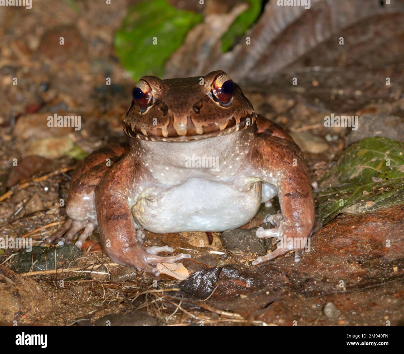 Smoky jungle frog ( Leptodactylus pentadactylus) on the rainforest