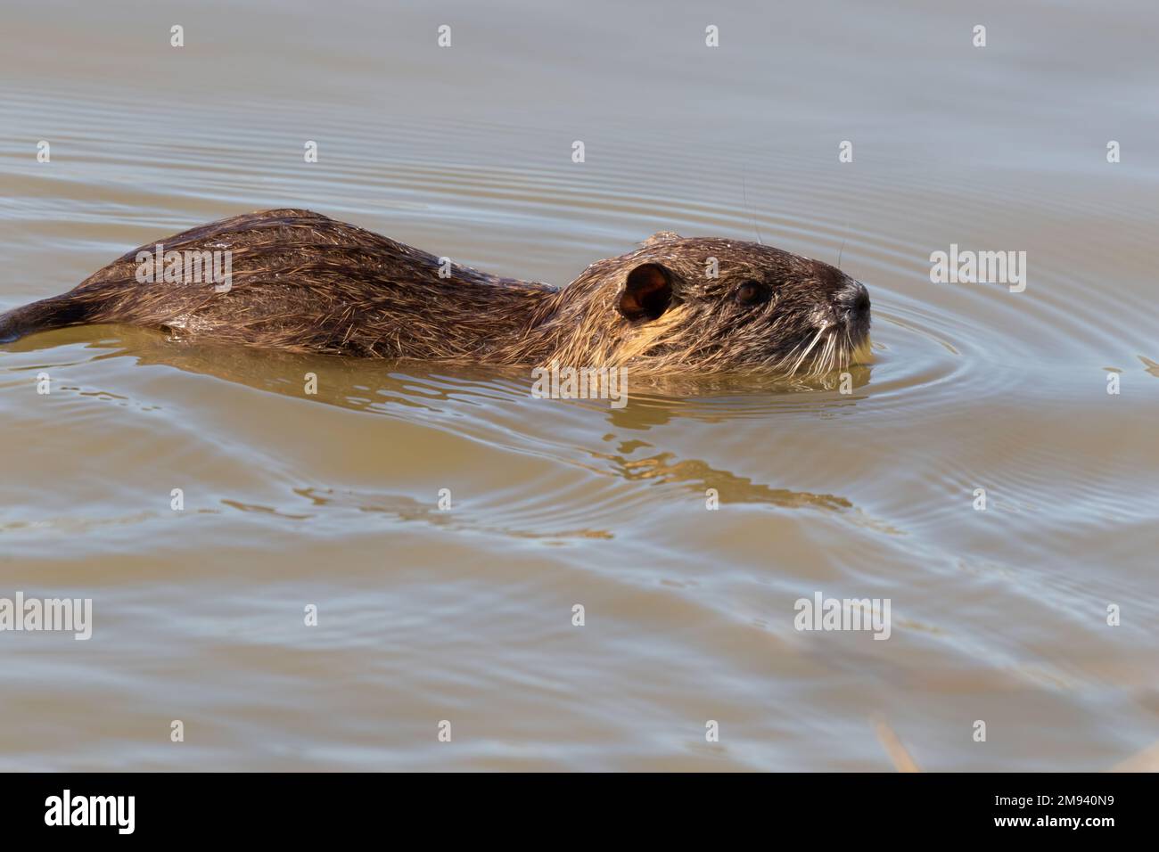 The nutria (Myocastor coypus) swimming in the lake at Resoft park