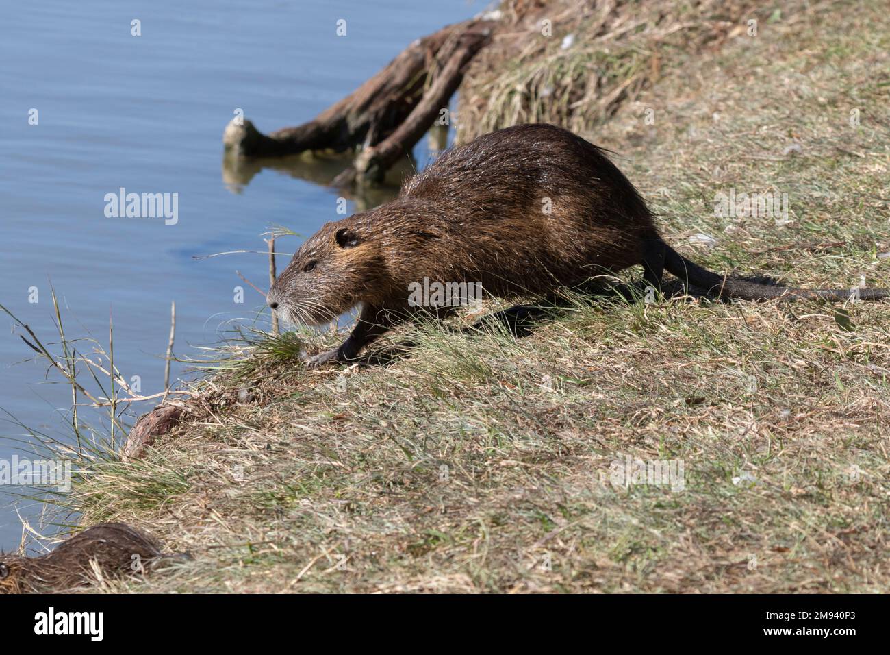 The nutria (Myocastor coypus) at Resoft park, Texas, USA Stock Photo
