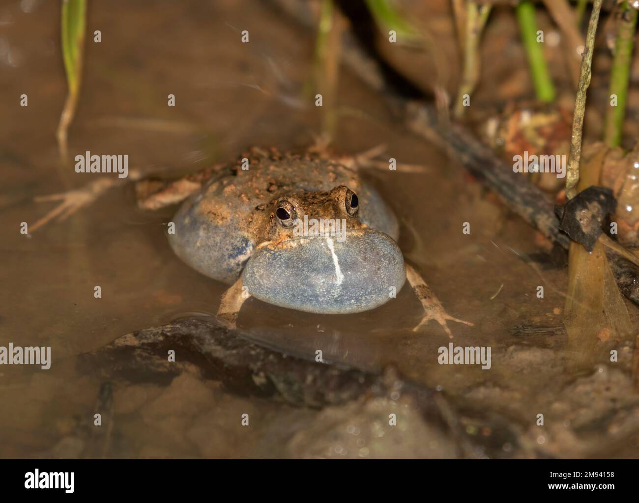 Túngara frog (Physalaemus pustulosus) calling in the night, Costa Rica Stock Photo