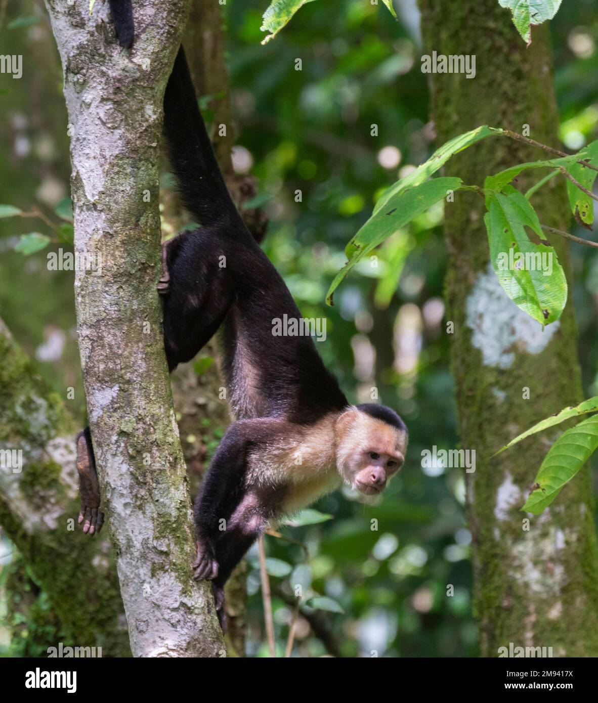 The white-headed capuchin (Cebus imitator), Costa Rica Stock Photo