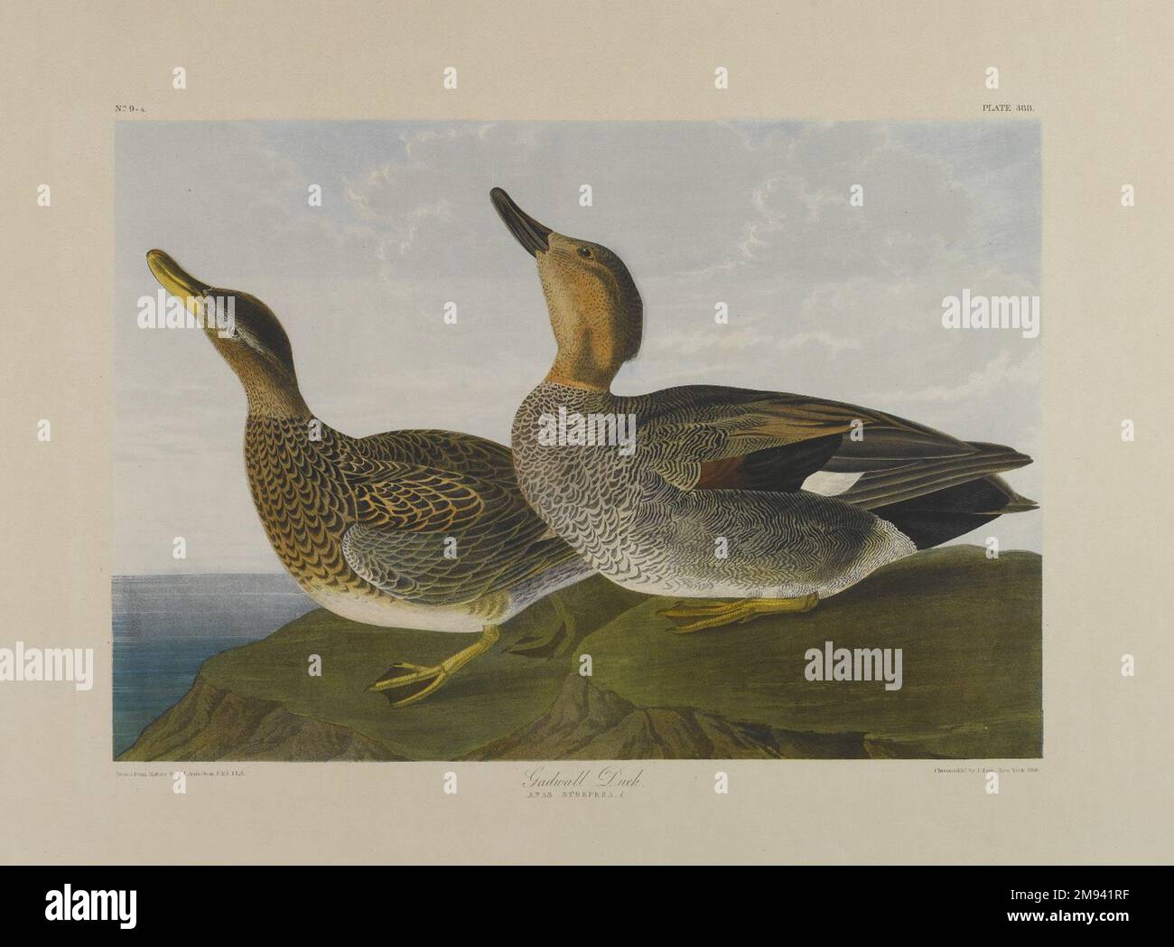 Gadwall Duck John James Audubon (American, born Haiti, 1785-1851). Gadwall Duck, 1861. Lithograph, 16 x 23 1/2 in. (40.6 x 59.7 cm).   American Art 1861 Stock Photo