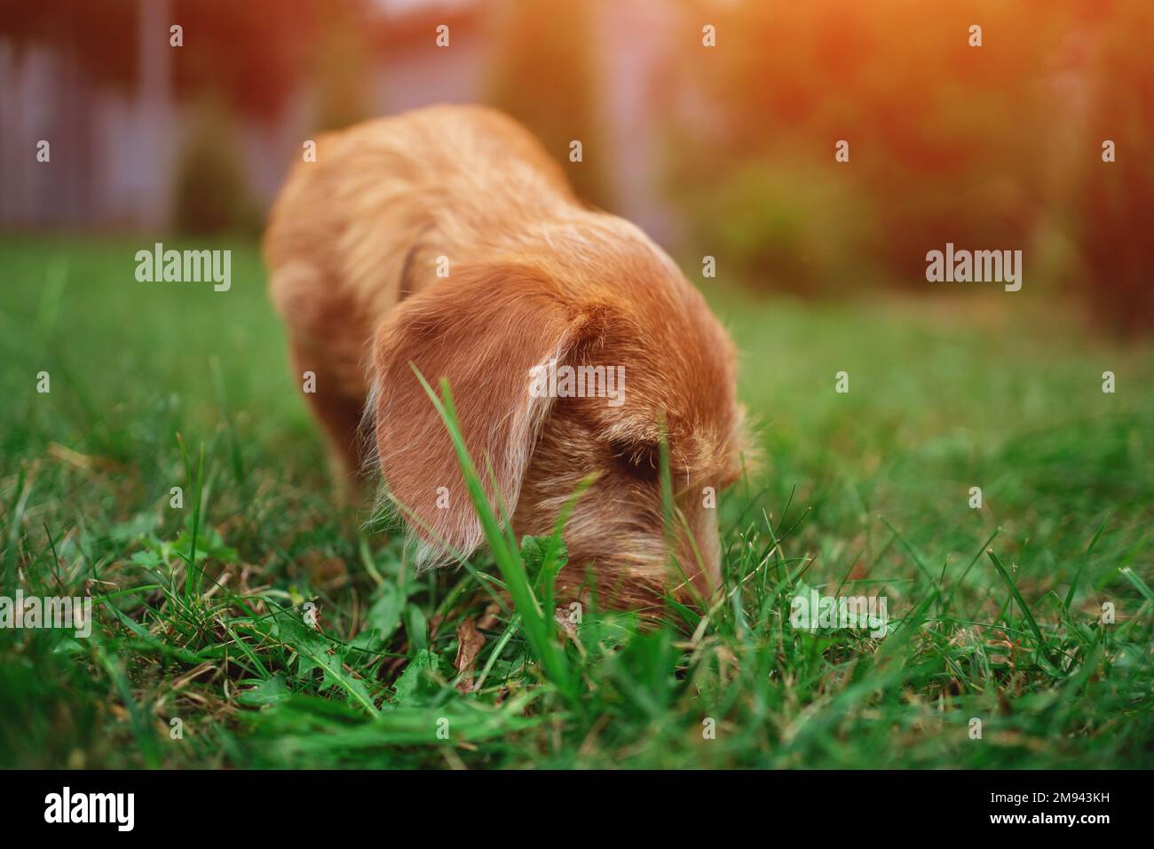 Sniff smell hi-res stock photography and images - Alamy - Do Dogs Prefer Walking On Freshly Cut Lawn Smell
