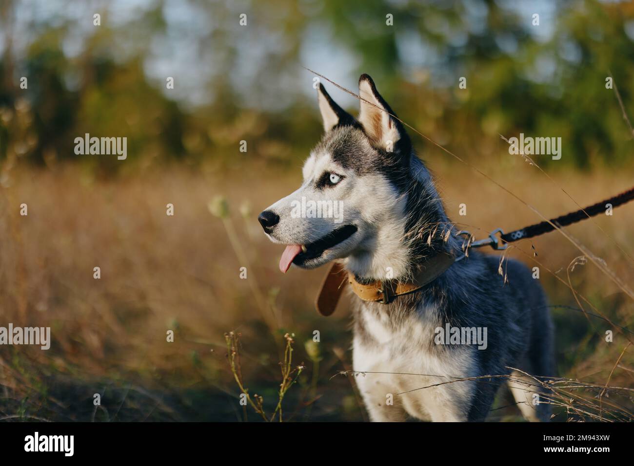 A dog of the Husky breed walks in nature on a leash in the park ...