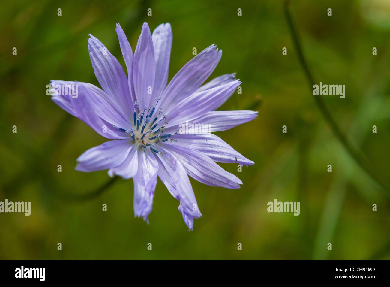 A single blue flower of the common chicory (Cichorium intybus), a perennial plant considered a weed by some but edible, with many uses. Stock Photo