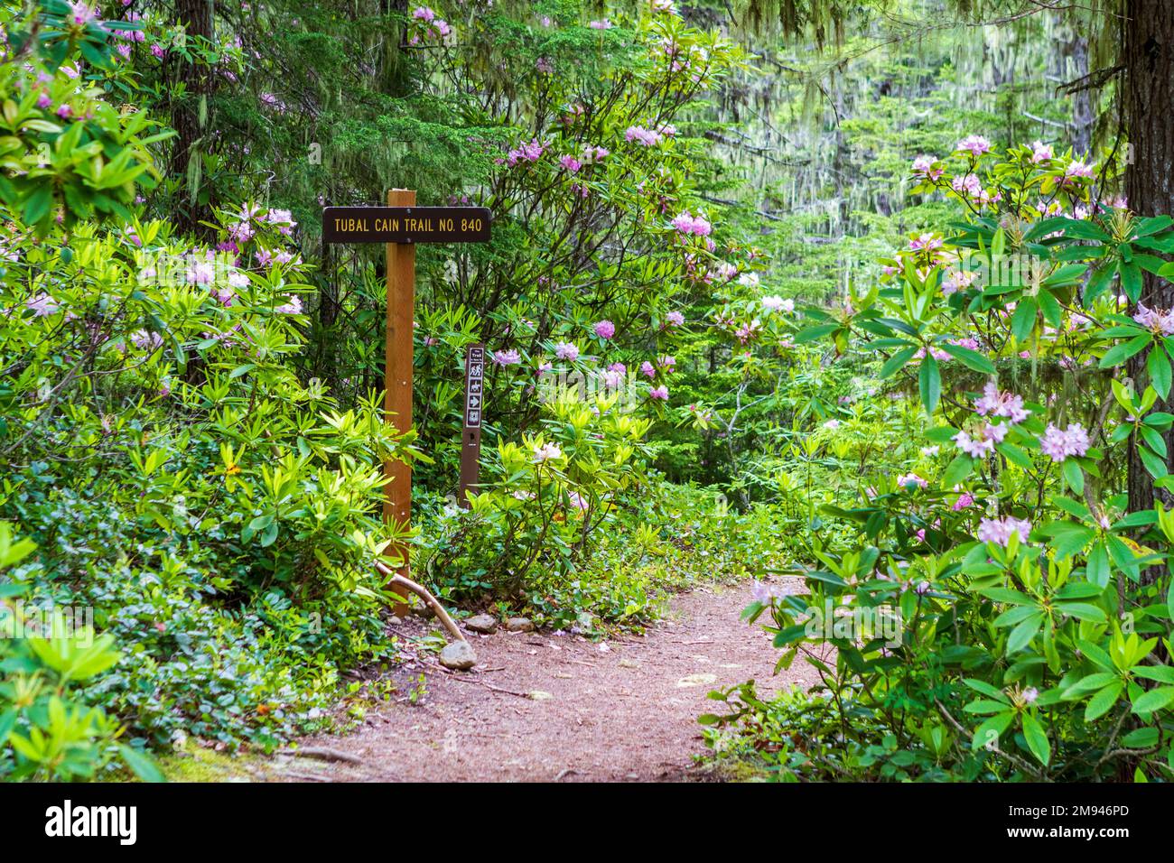 A sign marks the Tubal Cain Trailhead in the Olympic National Forest, Washington, USA, with Pacific rhododendrons blooming along the trail. Stock Photo
