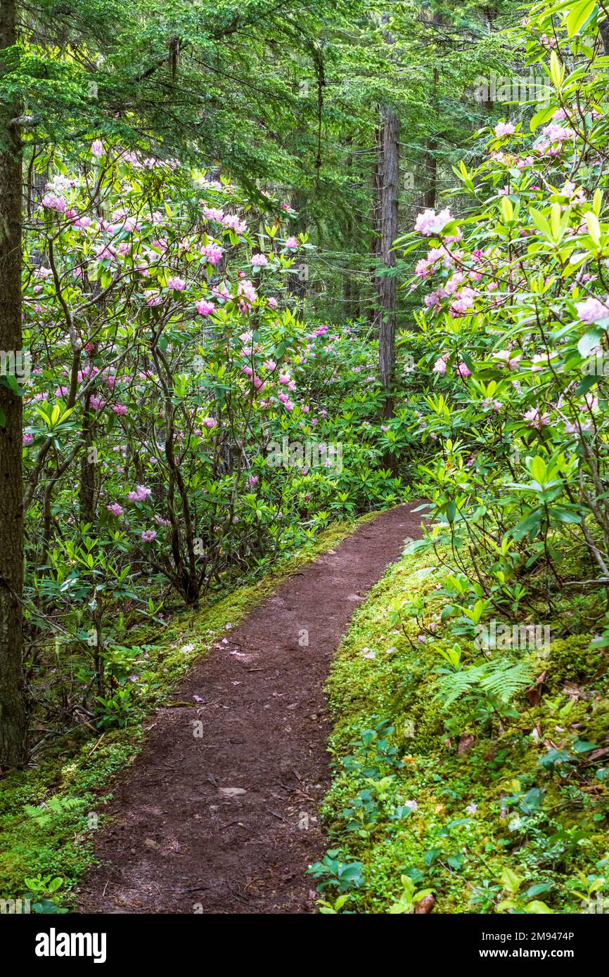 A dirt trail in the forest leads through beautiful Pacific Rhododendron groves in bloom with pink and white flowers, in the Olympic National Forest. Stock Photo