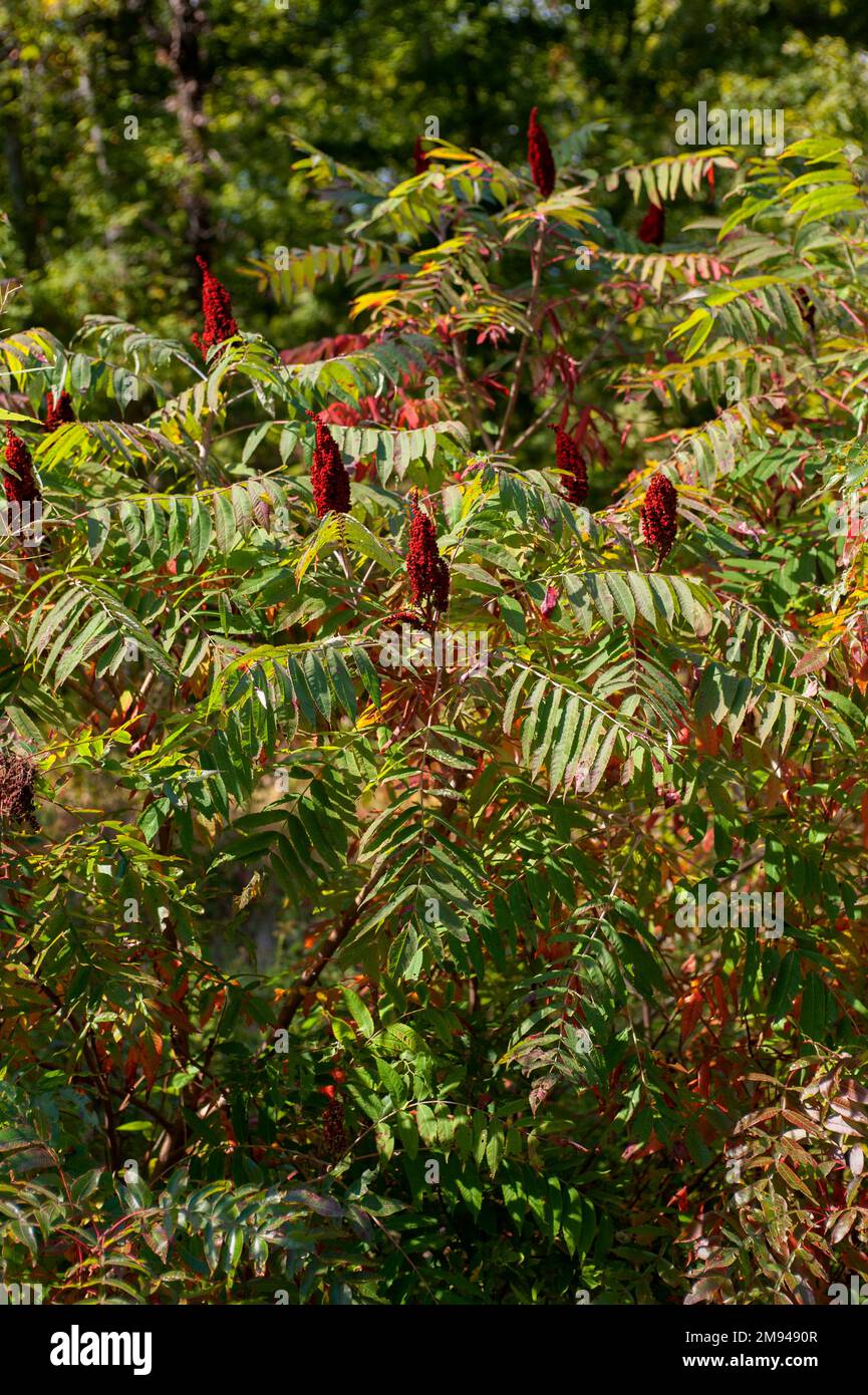 staghorn sumac (Rhus typhina) in middle Tennessee Stock Photo