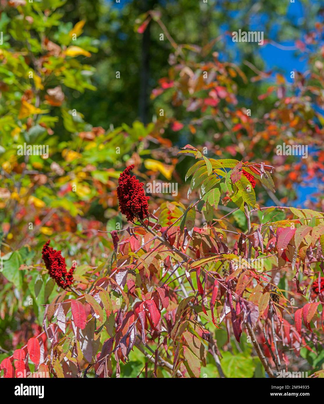 Staghorn sumac rhus typhina in middle tennessee in the fall stock