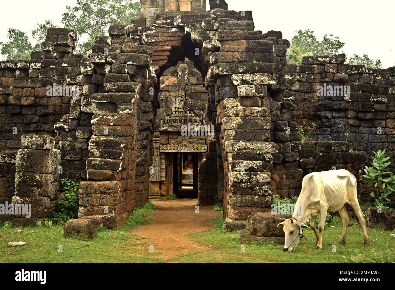 A cow is feeding on grass in front of a gate structure at Banteay Prei Nokor, a rarely touristed 11th century temple affiliated with Buddhism located in Kampong Cham (Kompong Cham), Cambodia. 'The sustainability of cultural heritage resources is strongly linked to the effective participation of local communities in the conservation and management of these resources,' wrote a team of scientists led by Sunday Oladipo Oladeji in the abstract of their paper published on Sage Journals on Oct 28, 2022. Stock Photo